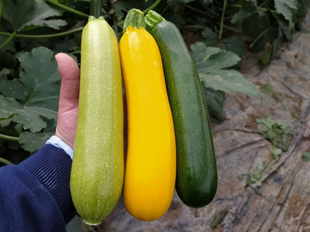 Control y trazabilidad